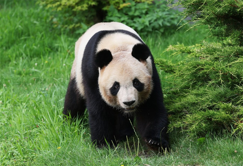 Upendo wa watu wa Ufaransa kwa panda Yuan Meng