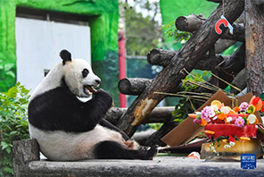 Panda "Ruyi" na "Dingding" washerehekea siku ya kuzaliwa huko Moscow