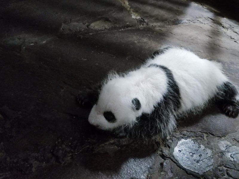 Mtoto mchanga wa panda afikia umri wa mwezi mmoja katika Bustani ya Wanyama ya Chongqing