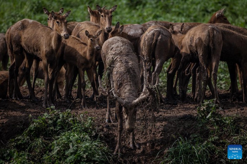 Picha hii iliyopigwa Agosti 2, inaonesha Kulungu wakiwa katika hifadhi ya taifa ya Shishou, Mkoani Hubei, China. (Xinhua/Wu Zhizun)