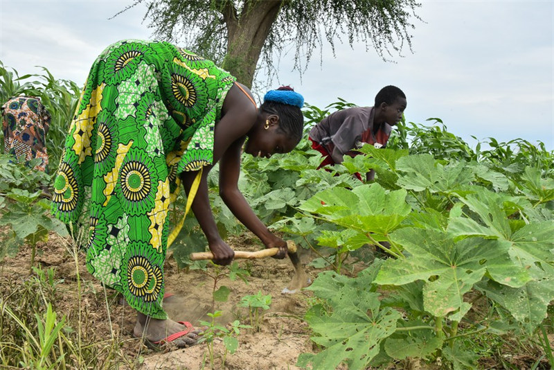 ICRC yapanda mbegu za matumaini kwa wakulima walioathiriwa na mgogoro Cameroon