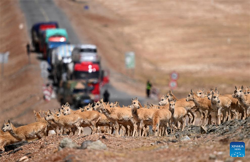 Habari Picha ya walinzi wa Hoh Xil, eneo la makazi muhimu kwa swala wa Tibet huko Qinghai wa China