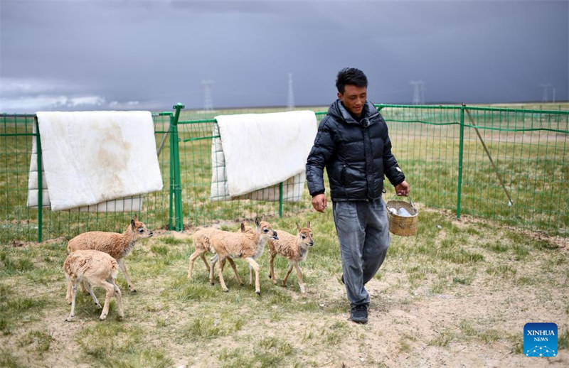 Habari Picha ya walinzi wa Hoh Xil, eneo la makazi muhimu kwa swala wa Tibet huko Qinghai wa China