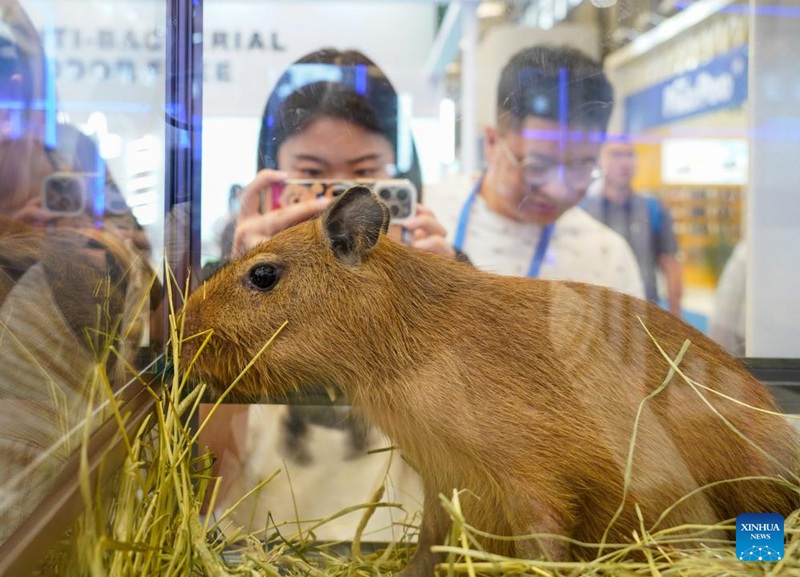 Mnyama ngekewa (capybara) akionekana kwenye Maonyesho ya 25 ya Wanyama rafiki wanaoishi na binadamu ya Asia huko Shanghai, Mashariki mwa China, Agosti 16, 2023. (Picha na Li Xinyi/Xinhua)