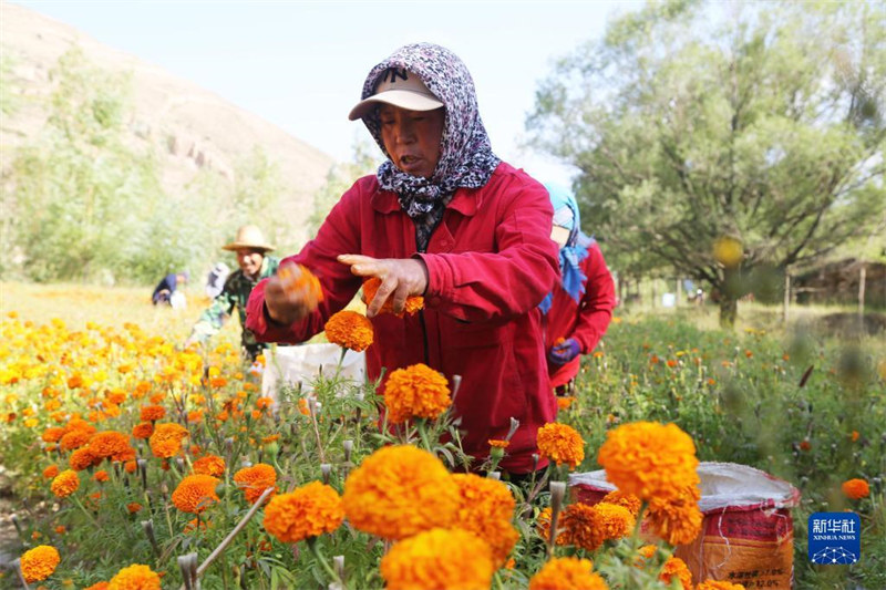 Wilaya ya Longxi，Mkoa wa Gansu，China：Watu wachuma maua ya marashi motomoto