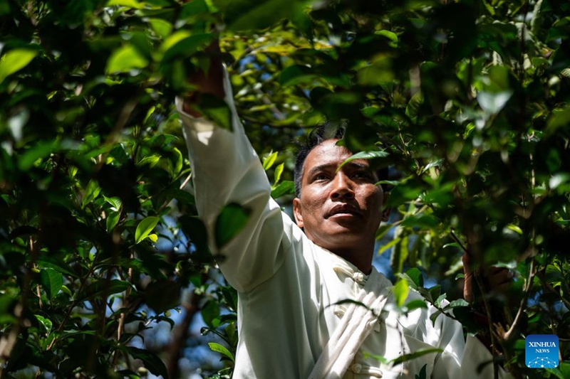 Wakulima katika pilika za kuchuma majani ya chai huko Pu'er, Mkoa wa Yunnan, China