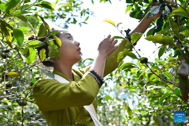 Wakulima katika pilika za kuchuma majani ya chai huko Pu'er, Mkoa wa Yunnan, China