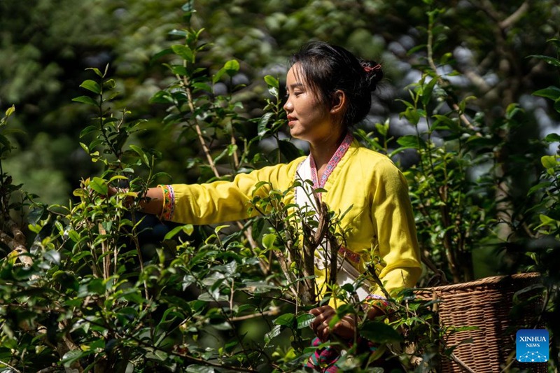 Wakulima katika pilika za kuchuma majani ya chai huko Pu'er, Mkoa wa Yunnan, China