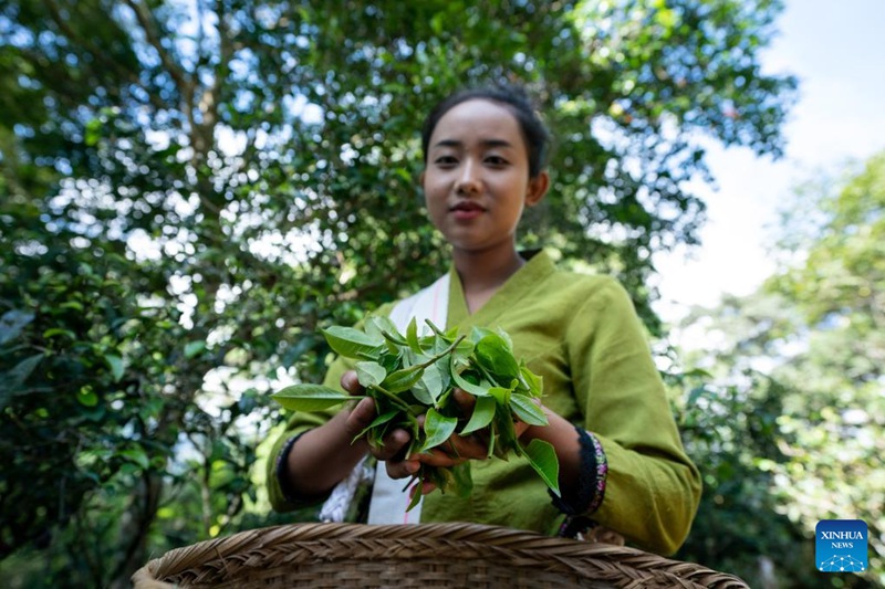 Wakulima katika pilika za kuchuma majani ya chai huko Pu'er, Mkoa wa Yunnan, China