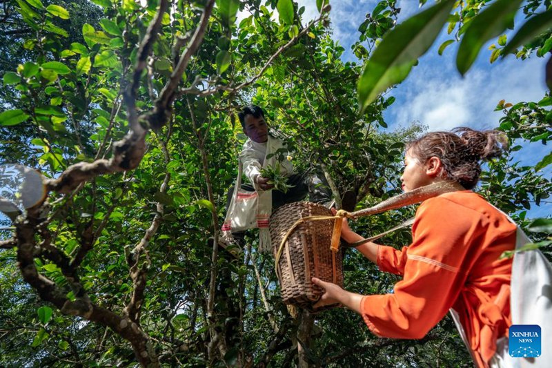 Wakulima katika pilika za kuchuma majani ya chai huko Pu'er, Mkoa wa Yunnan, China
