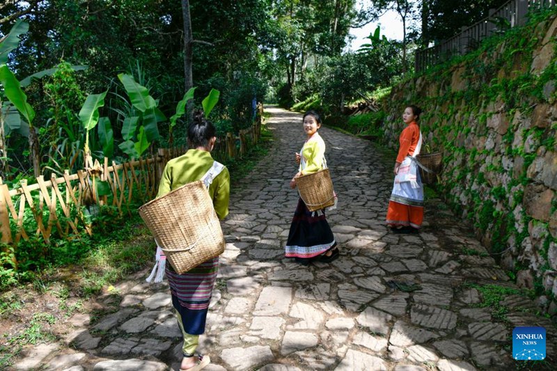 Wakulima katika pilika za kuchuma majani ya chai huko Pu'er, Mkoa wa Yunnan, China
