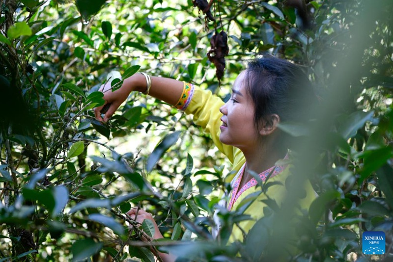 Wakulima katika pilika za kuchuma majani ya chai huko Pu'er, Mkoa wa Yunnan, China