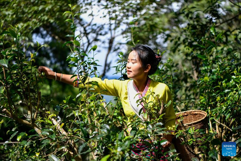 Wakulima katika pilika za kuchuma majani ya chai huko Pu'er, Mkoa wa Yunnan, China