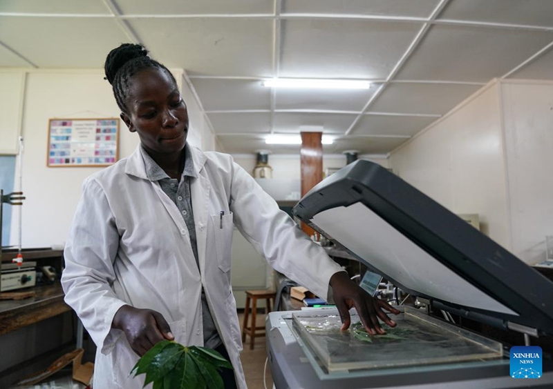 Ushirikiano wa kilimo kati ya Kenya na China wasaidia mapambano dhidi ya njaa, mabadiliko ya vijijini