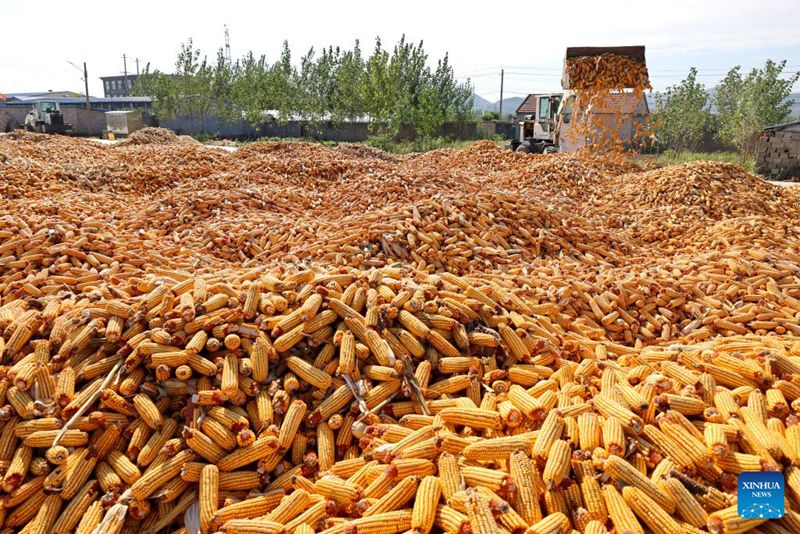Mkulima akiendesha mashine za kilimo kwa ajili ya kukausha mahindi katika Kijiji cha Fuliuyao cha mji mdogo Xiwangzhuang katika Mji wa Zaozhuang, Mkoa wa Shandong Mashariki mwa China, Oktoba 5, 2023.  (Picha na Sun Zhongzhe/Xinhua)