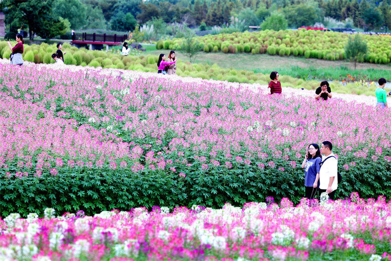 Bahari ya Maua ya Mlima Jing katika Mji wa Hangzhou wa Zhejiang, China yakaribisha watalii