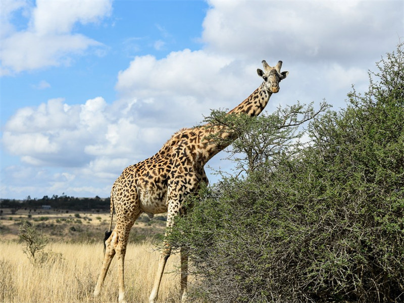 Kutalii Hifadhi ya Taifa ya Nairobi nchini Kenya kupitia lenzi ya kamera