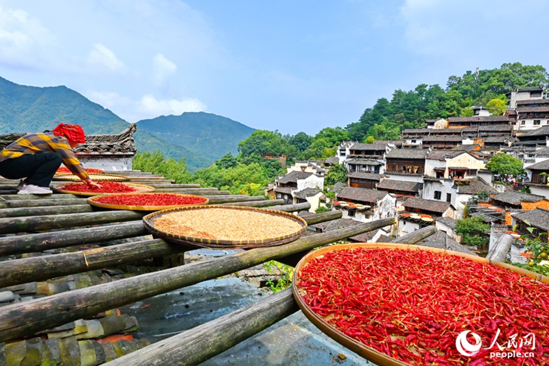 Mazao yakikaushwa kwa jua kwenye vikapu bapa vya mianzi katika Kijiji cha Huangling cha Wilaya ya Wuyuan katika Mji wa Shangrao, Mkoa wa Jiangxi, Mashariki mwa China. (People's Daily Online/Zhu Haipeng)