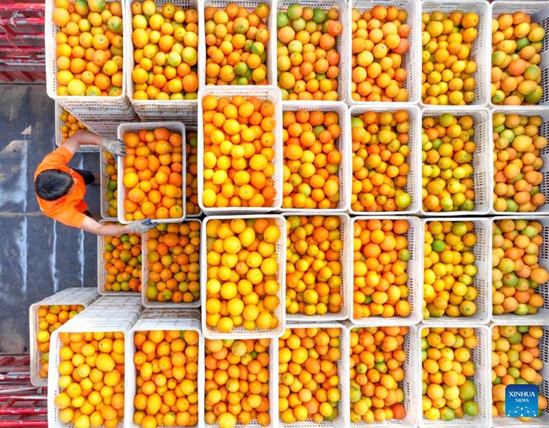 Picha hii ya angani iliyopigwa Novemba 22, 2023 ikionesha mkulima akihamisha machungwa katika Kijiji cha Langdong kilichoko Mji wa Yongzhou katika Mkoa wa Hunan, Katikati mwa China (Picha na Jiang Keqing/Xinhua)