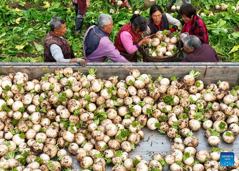 Shughuli za Kilimo cha majira ya baridi zayafanywa kwa juhudi kubwa kote nchini China