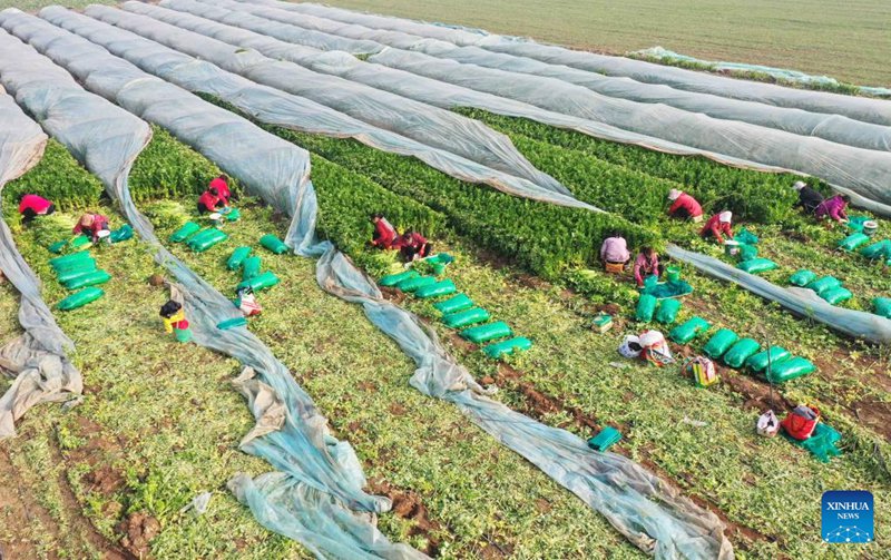 Shughuli za Kilimo cha majira ya baridi zayafanywa kwa juhudi kubwa kote nchini China