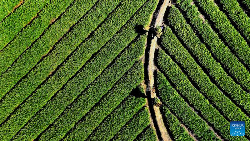 Shughuli za Kilimo cha majira ya baridi zayafanywa kwa juhudi kubwa kote nchini China