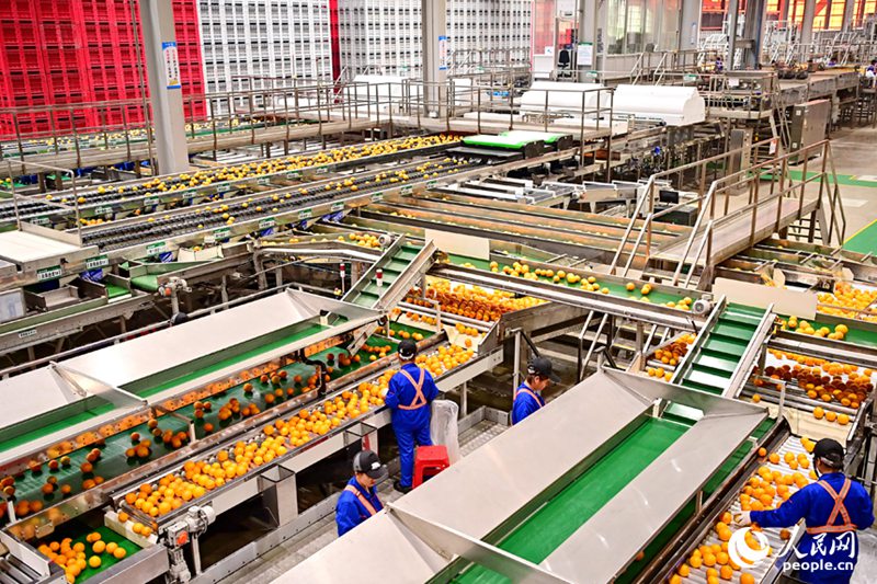 Viwanda vinavyotumia teknolojia ya akili bandia vyachangia maendeleo ya tasnia ya machungwa huko Jiangxi, China