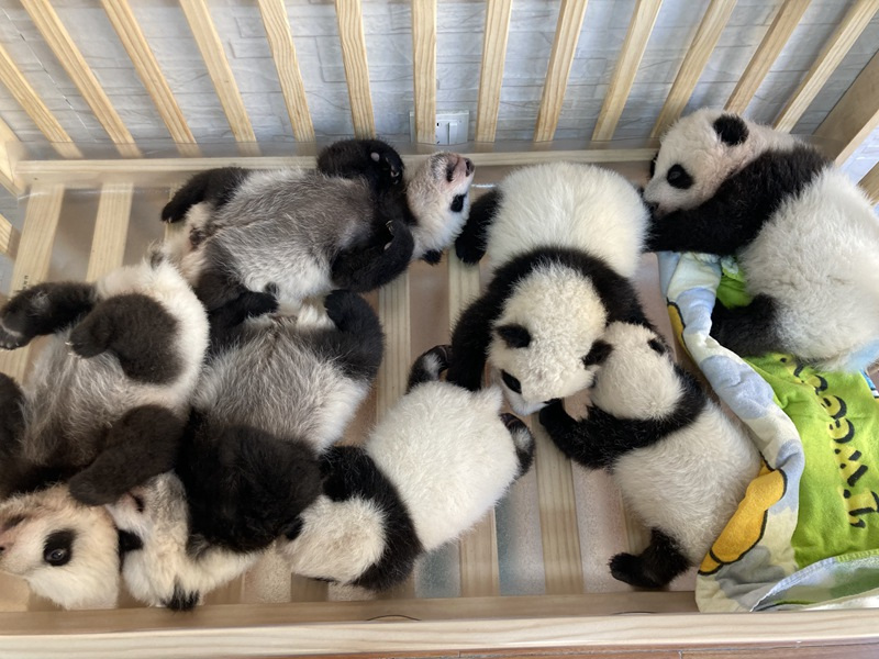 Idadi ya panda waliozaliwa kwa njia ya kupandikiza mimba katika Kituo cha Utafiti wa Panda cha Qinling nchini China yafikia 49