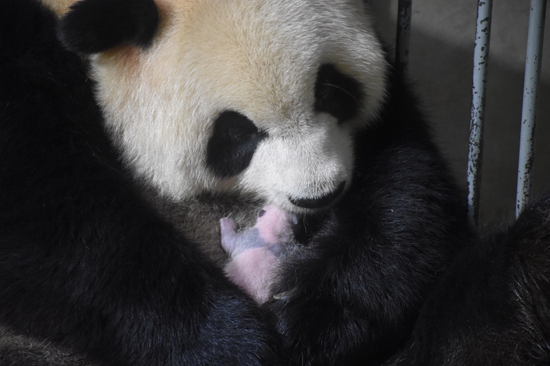 Idadi ya panda waliozaliwa kwa njia ya kupandikiza mimba katika Kituo cha Utafiti wa Panda cha Qinling nchini China yafikia 49