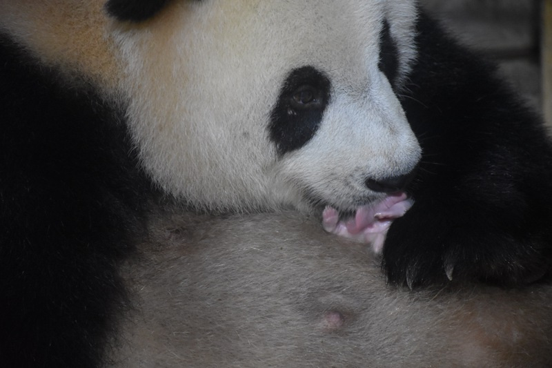 Idadi ya panda waliozaliwa kwa njia ya kupandikiza mimba katika Kituo cha Utafiti wa Panda cha Qinling nchini China yafikia 49