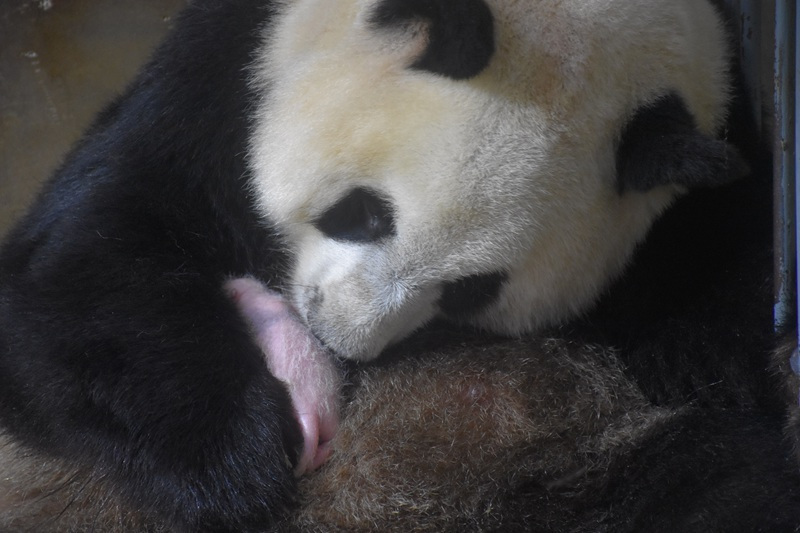 Idadi ya panda waliozaliwa kwa njia ya kupandikiza mimba katika Kituo cha Utafiti wa Panda cha Qinling nchini China yafikia 49