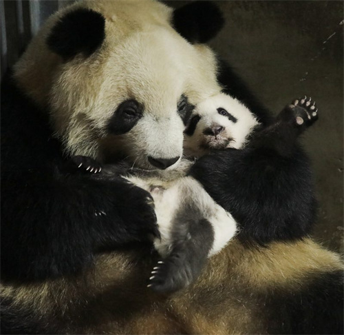 Idadi ya panda waliozaliwa kwa njia ya kupandikiza mimba katika Kituo cha Utafiti wa Panda cha Qinling nchini China yafikia 49