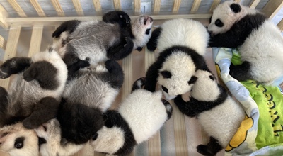 Idadi ya panda waliozaliwa kwa njia ya kupandikiza mimba katika Kituo cha Utafiti wa Panda cha Qinling nchini China yafikia 49