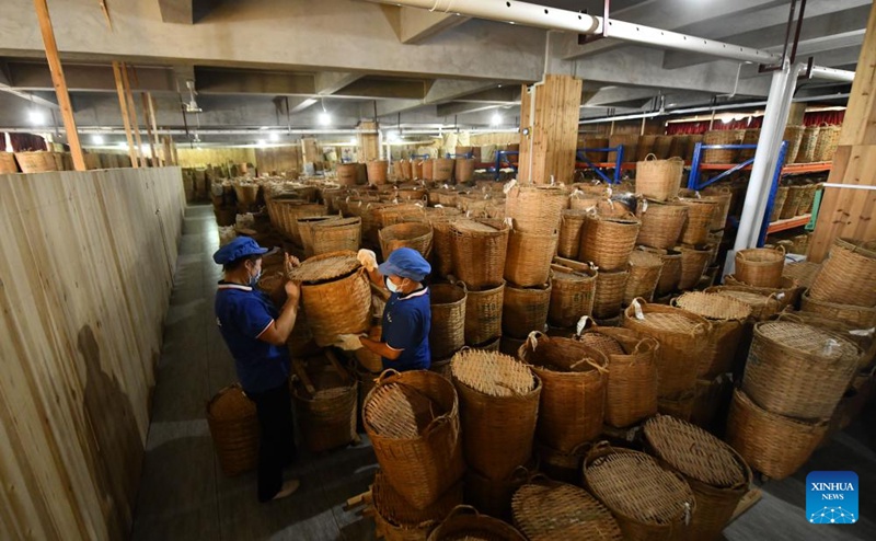 Kazi ya chai ya Liubao yastawi katika Mji wa Wuzhou, Kusini mwa China