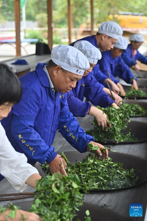 Kazi ya chai ya Liubao yastawi katika Mji wa Wuzhou, Kusini mwa China