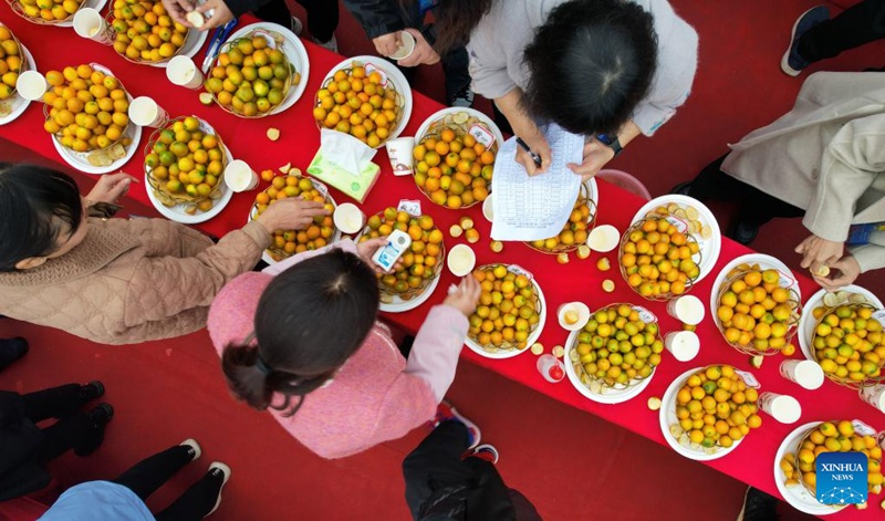 Habari Picha ya mashindano ya kumquat katika Wilaya ya Rong'an, Mkoani Guangxi, China