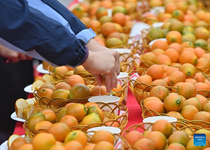 Habari Picha ya mashindano ya kumquat katika Wilaya ya Rong'an, Mkoani Guangxi, China