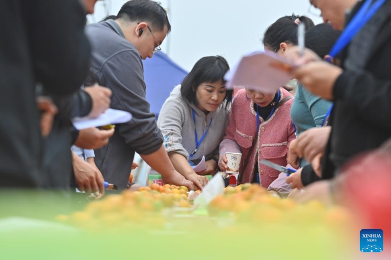 Habari Picha ya mashindano ya kumquat katika Wilaya ya Rong'an, Mkoani Guangxi, China