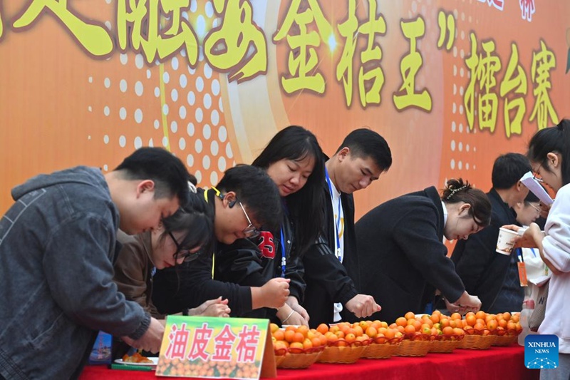 Habari Picha ya mashindano ya kumquat katika Wilaya ya Rong'an, Mkoani Guangxi, China