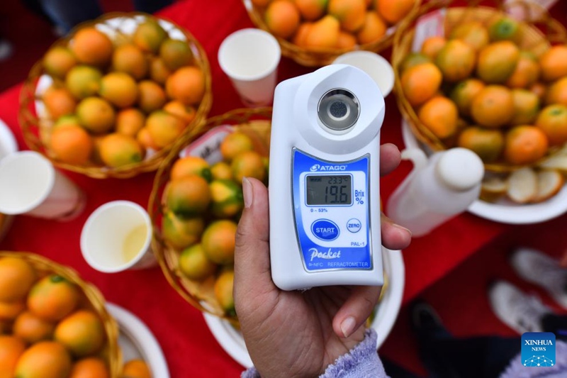 Habari Picha ya mashindano ya kumquat katika Wilaya ya Rong'an, Mkoani Guangxi, China