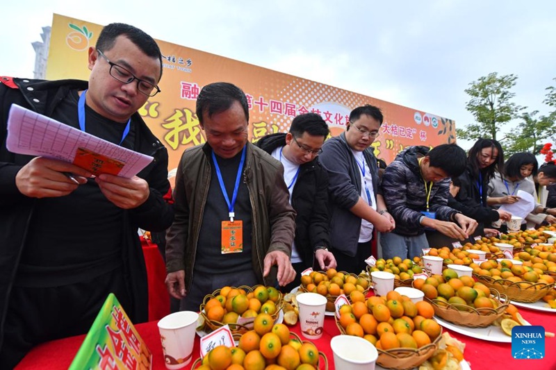 Habari Picha ya mashindano ya kumquat katika Wilaya ya Rong'an, Mkoani Guangxi, China