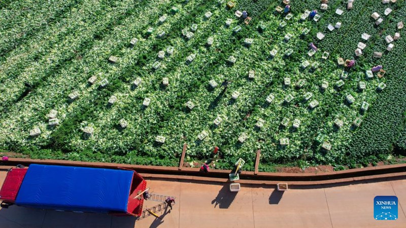 Uvunaji wa mboga mboga katika Mkoa wa Yunnan, Kusini Magharibi mwa China