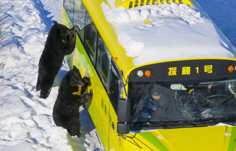 Picha ikionesha dubu pori weusi wakiangaliana na watalii walio ndani ya gari kwenye Bustani ya Dubu Pori katika Kisiwa cha Heixiazi kilichoko Mji wa Fuyuan, Mkoa wa Heilongjiang, China, tarehe 25, Januari. (Picha na Cai Yang/Xinhua)