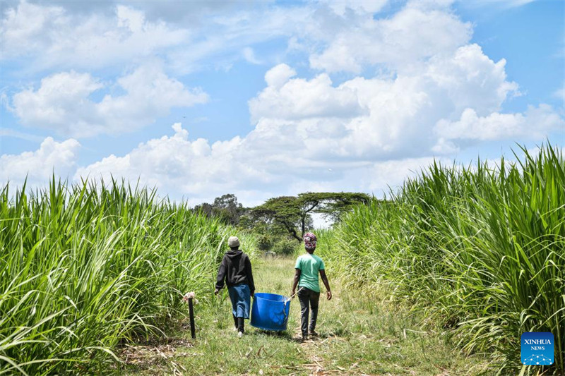 Wakulima wenyeji wakifanya kazi kwenye shamba la Juncao katika Kijiji cha Lenginet, Nakuru, Kenya, Januari 26, 2024. (Xinhua/Han Xu)