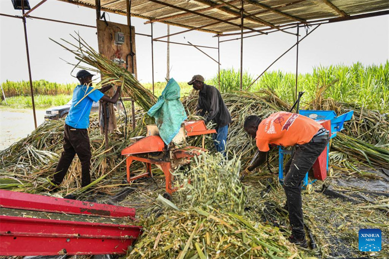 Nyasi za Juncao zilizogunduliwa na Wanasayansi wa China zaleta faida kwa wafugaji wa ng'ombe wa maziwa nchini Kenya