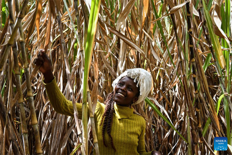 Nyasi za Juncao zilizogunduliwa na Wanasayansi wa China zaleta faida kwa wafugaji wa ng'ombe wa maziwa nchini Kenya