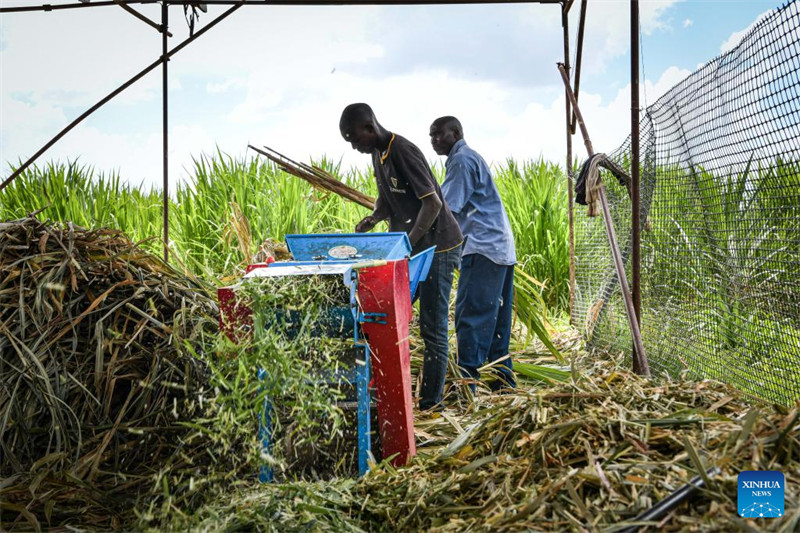 Nyasi za Juncao zilizogunduliwa na Wanasayansi wa China zaleta faida kwa wafugaji wa ng'ombe wa maziwa nchini Kenya
