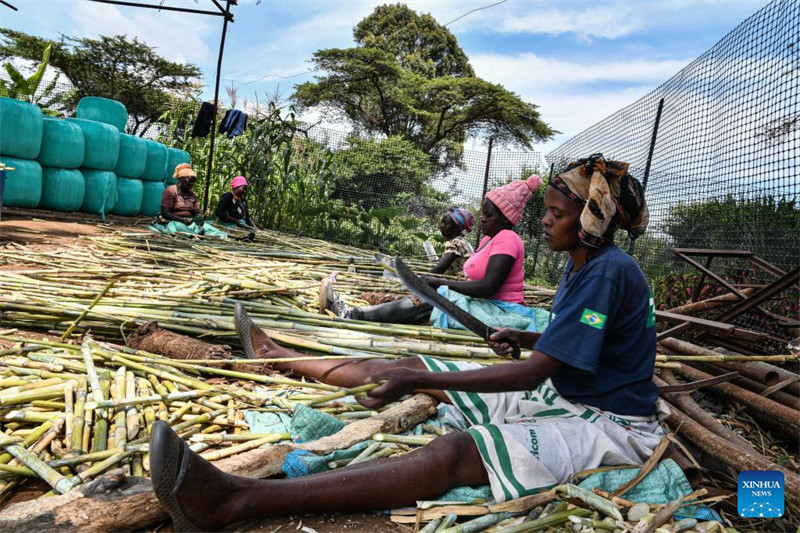 Nyasi za Juncao zilizogunduliwa na Wanasayansi wa China zaleta faida kwa wafugaji wa ng'ombe wa maziwa nchini Kenya