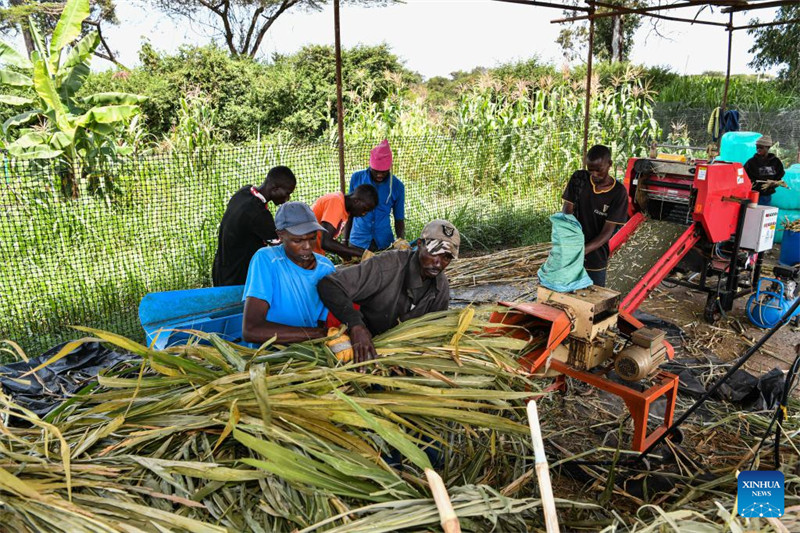 Nyasi za Juncao zilizogunduliwa na Wanasayansi wa China zaleta faida kwa wafugaji wa ng'ombe wa maziwa nchini Kenya