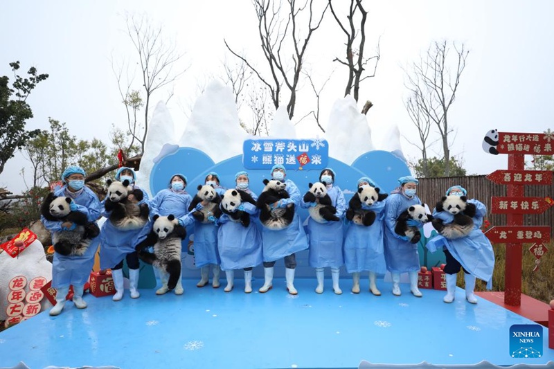 Vitoto vya panda vyaoneshwa kwa umma kwa pamoja katika kundi kwenye vituo vya kuzaliana huko Sichuan, China